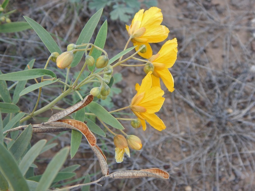 Sivun Senna roemeriana (Scheele) H. S. Irwin & Barneby kuva