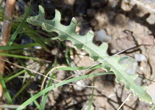 Image of Adonis blazingstar