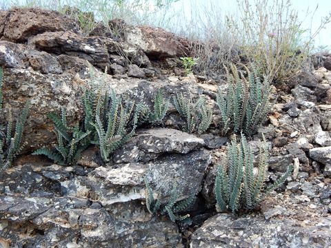 Image of hybrid cloakfern