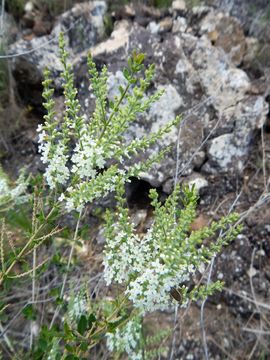 Imagem de Aloysia gratissima (Gillies & Hook.) Tronc.