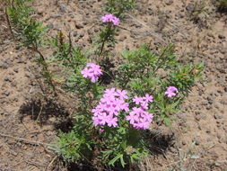 Image of <i>Glandularia wrightii</i>