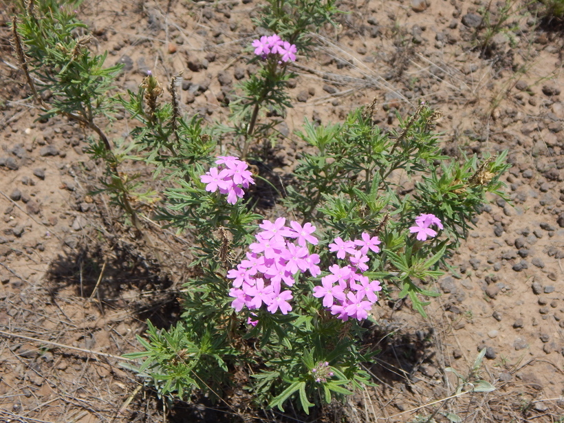 Image of <i>Glandularia wrightii</i>