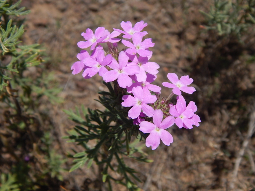 Image of <i>Glandularia wrightii</i>