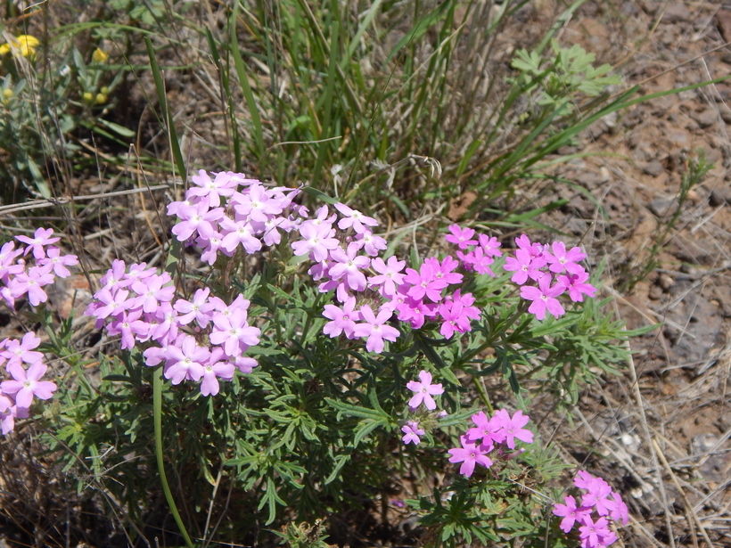 Image of <i>Glandularia wrightii</i>