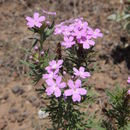 Image of <i>Glandularia wrightii</i>