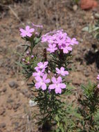 Image of <i>Glandularia wrightii</i>