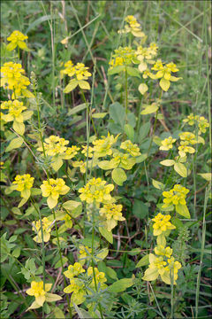 Image of Euphorbia verrucosa L.