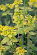 Plancia ëd Euphorbia verrucosa L.