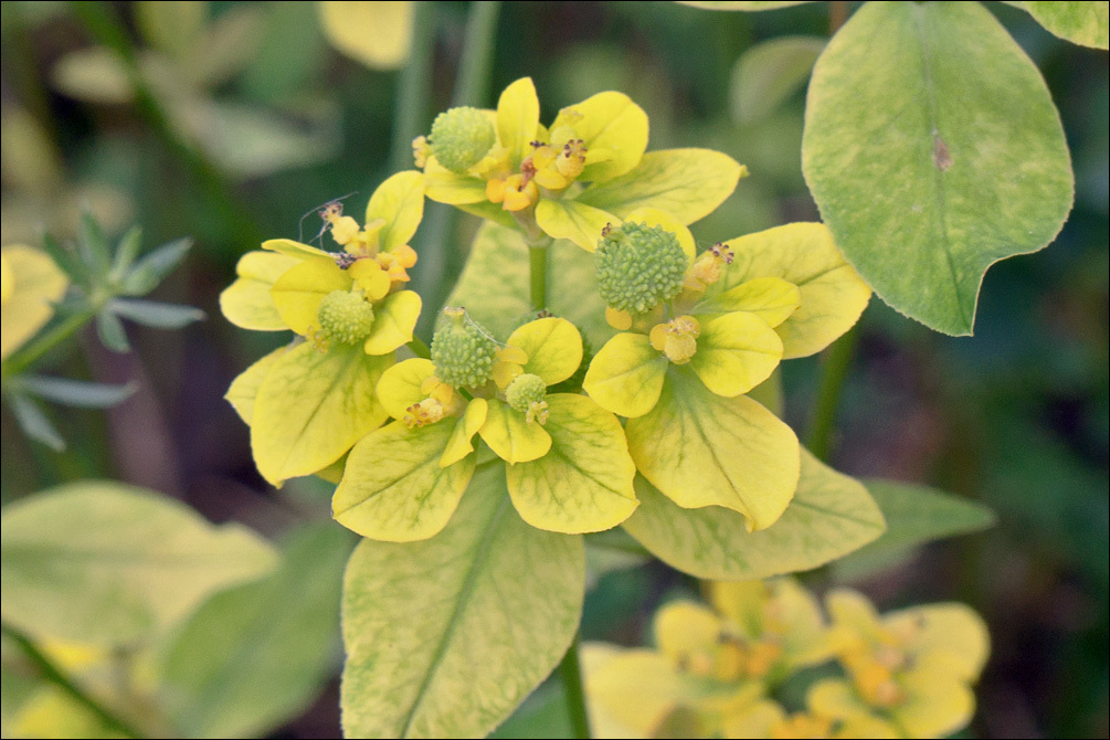 Plancia ëd Euphorbia verrucosa L.