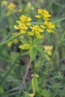 Plancia ëd Euphorbia verrucosa L.