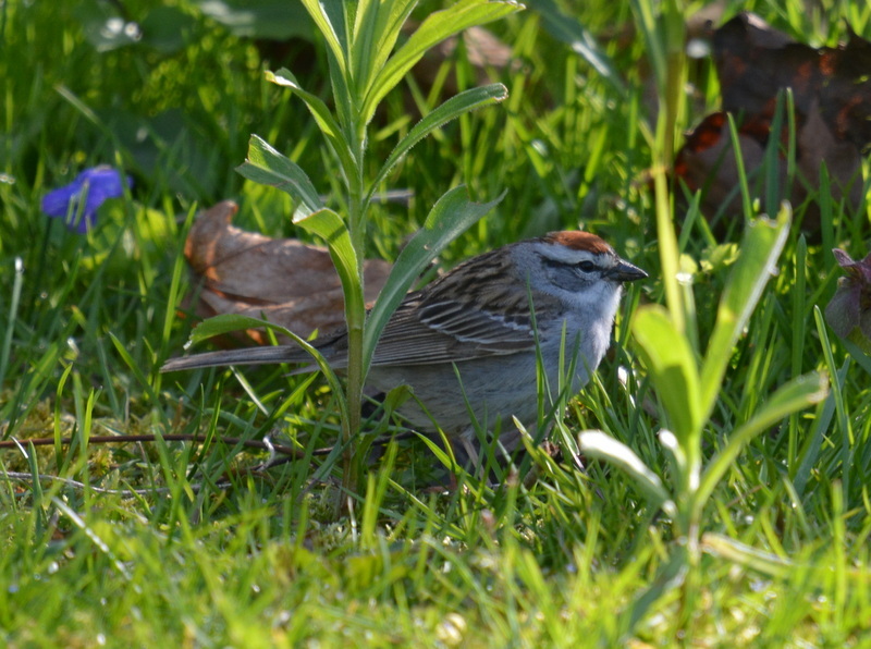 Image of Chipping Sparrow