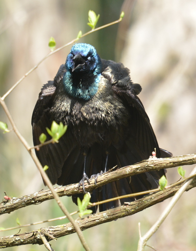 Image of Common Grackle