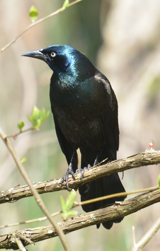 Image of Common Grackle