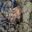 Image of Screech owl