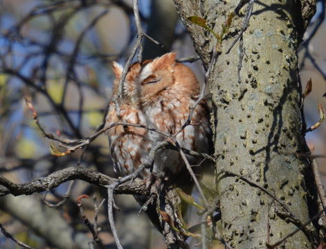 Image of Eastern Screech Owl