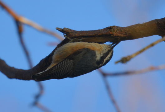 Image of Red-breasted Nuthatch