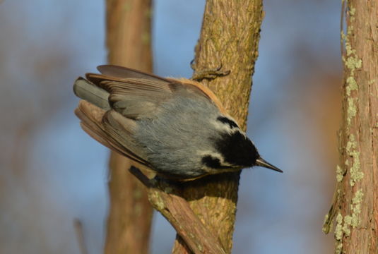 Imagem de Sitta canadensis Linnaeus 1766