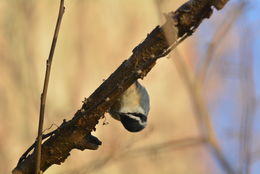 Imagem de Sitta canadensis Linnaeus 1766