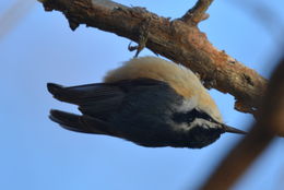 Image of Red-breasted Nuthatch