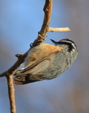 Imagem de Sitta canadensis Linnaeus 1766