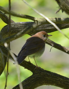 صورة Catharus fuscescens (Stephens 1817)