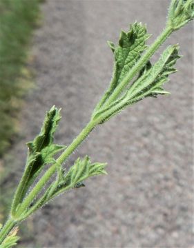 Image de Verbena plicata Greene