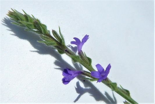 Image of fanleaf vervain