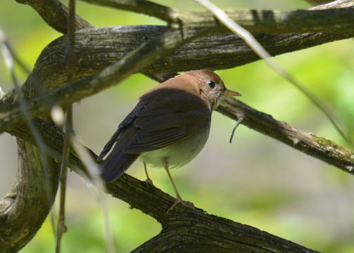 صورة Catharus fuscescens (Stephens 1817)