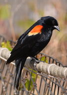 Image of Red-winged Blackbird