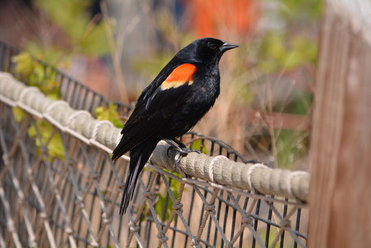 Image of Red-winged Blackbird