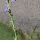 Image of fanleaf vervain