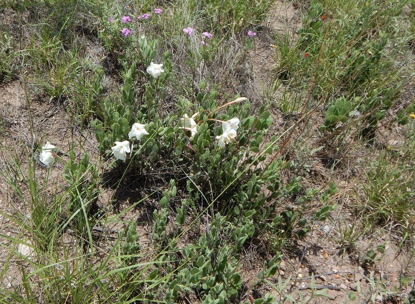 Image of plateau rocktrumpet