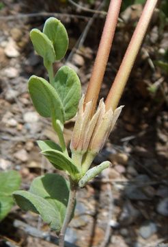 Image of plateau rocktrumpet