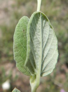 Image of plateau rocktrumpet