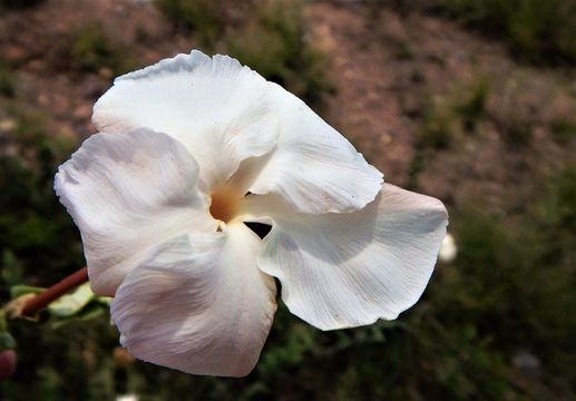 Image of plateau rocktrumpet