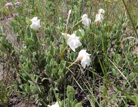 Image of plateau rocktrumpet