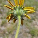 Image of awnless bushsunflower