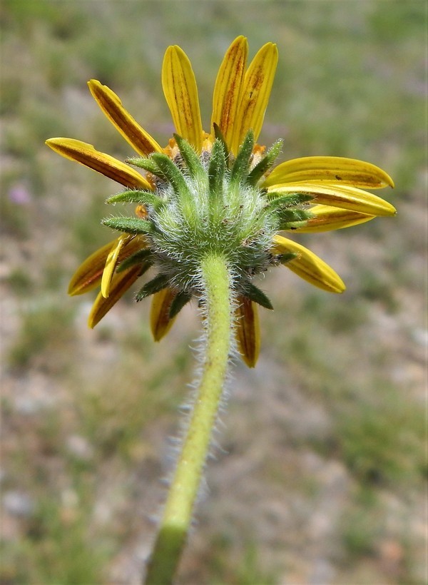 Image of awnless bushsunflower