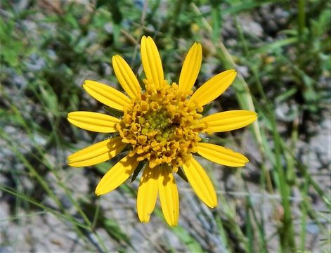 Image of awnless bushsunflower