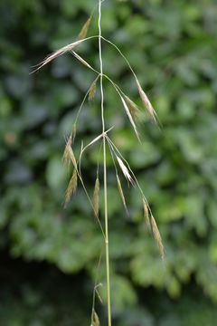 Imagem de Bromus pseudolaevipes Wagnon