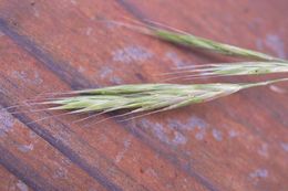 Image of coast range brome