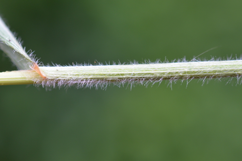 Image of coast range brome