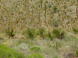 Image of green sotol