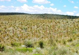 Image of green sotol