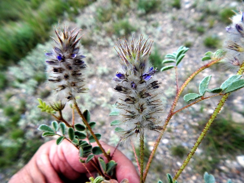 Image of glandleaf prairie clover