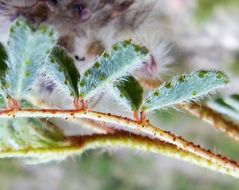 Image of glandleaf prairie clover