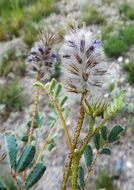 Image of glandleaf prairie clover