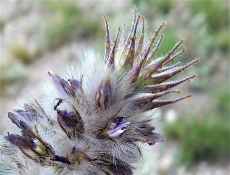 Image of glandleaf prairie clover