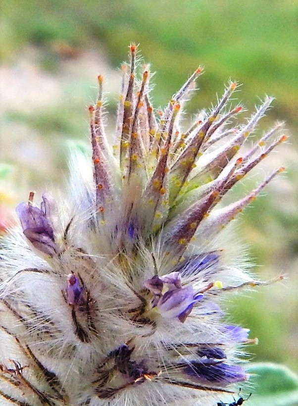 Image of glandleaf prairie clover