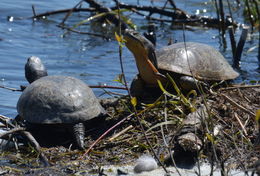 Image of Blanding's Turtle